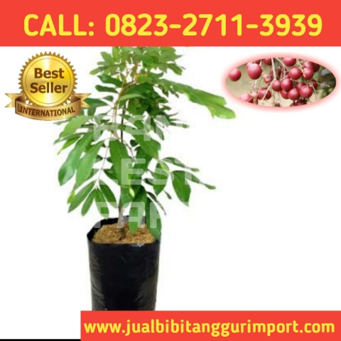 TERPERCAYA ! CALL: 0823-2711-3939 Penjual Bibit Kelengkeng Merah Magelang.jpg