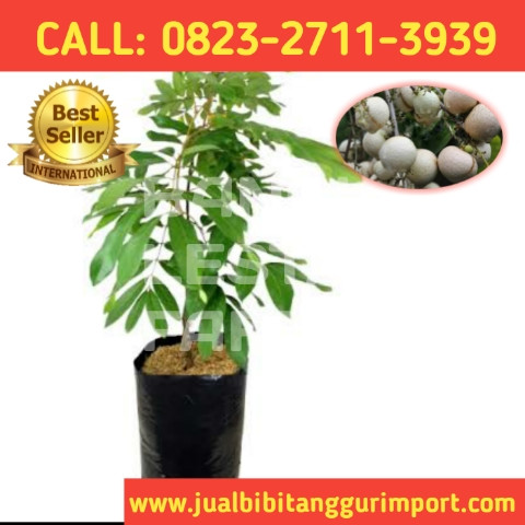 HARGA GROSIR ! CALL: 0823-2711-3939 Penjual Bibit Kelengkeng Makassar.jpg