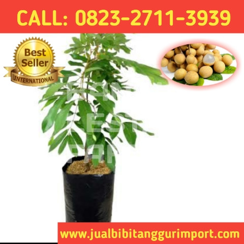 TERCEPAT ! CALL: 0823-2711-3939 Penjual Bibit Kelengkeng New Kristal.jpg