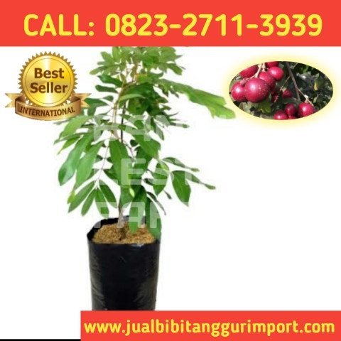 HARGA RESELLER ! CALL: 0823-2711-3939 Penjual Bibit Kelengkeng Merah Jogja.jpg