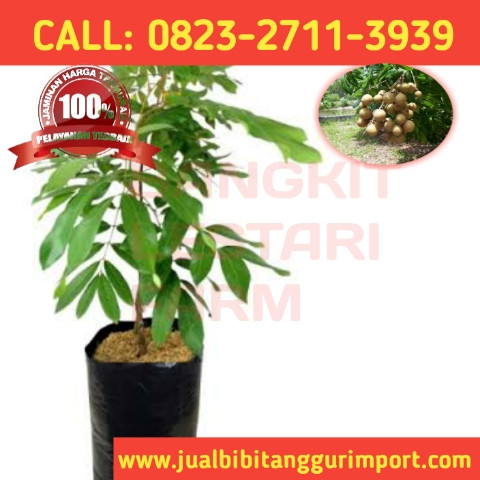 LANGSUNG DARI KEBUN ! CALL: 0823-2711-3939 Penjual Bibit Kelengkeng Puangray.jpg
