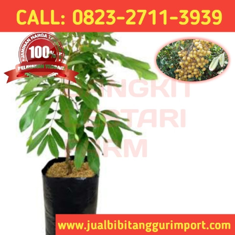 PROMO EKSLUSIF ! CALL: 0823-2711-3939 Penjual Bibit Kelengkeng Okulasi.jpg