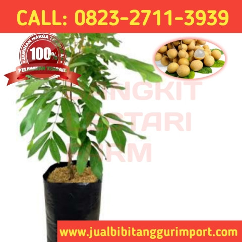 OPEN RESELLER ! CALL: 0823-2711-3939 Penjual Bibit Kelengkeng Online.jpg