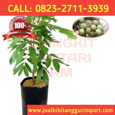 PRODUSEN BIBIT UNGGULAN ! CALL: 0823-2711-3939 Penjual Bibit Kelengkeng Pot.jpg
