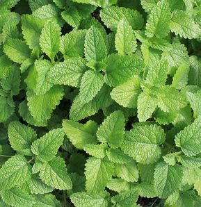 mint.jpg