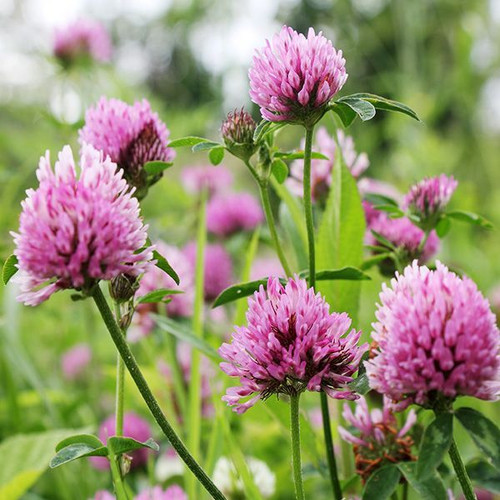 red clover.jpg