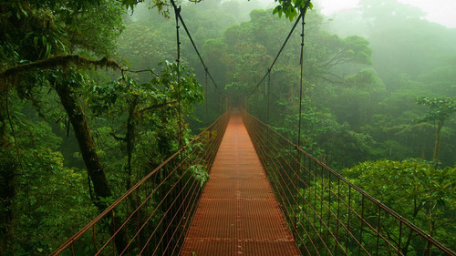 Trees Jungle Rain Forest Forest Bridge 1920x1080.jpg