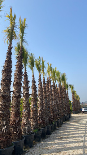 WhatsApp Image 2023 03 03 at 11.15.48 (2).jpg