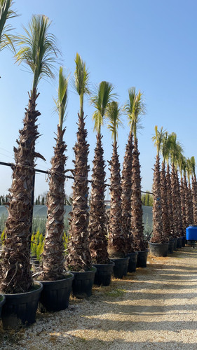 WhatsApp Image 2023 03 03 at 11.15.48.jpg