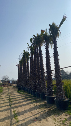 WhatsApp Image 2023 03 03 at 10.56.20.jpg