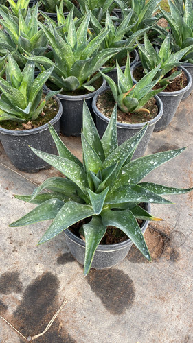 WhatsApp Image 2023 03 03 at 13.35.01.jpg