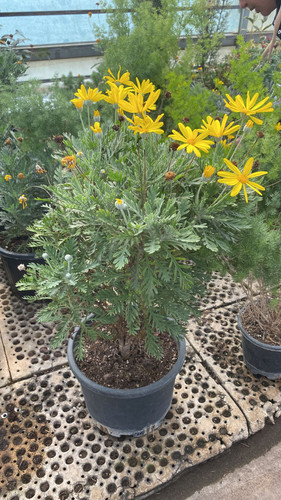 WhatsApp Image 2023 03 03 at 13.43.24.jpg