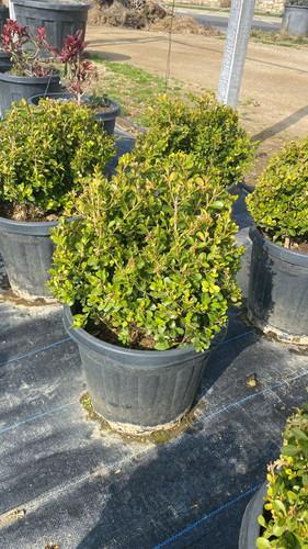 WhatsApp Image 2023 03 03 at 11.02.32.jpg