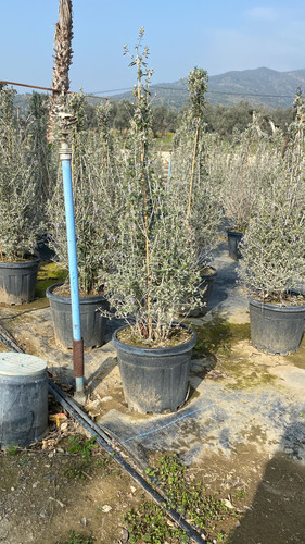 WhatsApp Image 2023 03 03 at 11.01.56.jpg