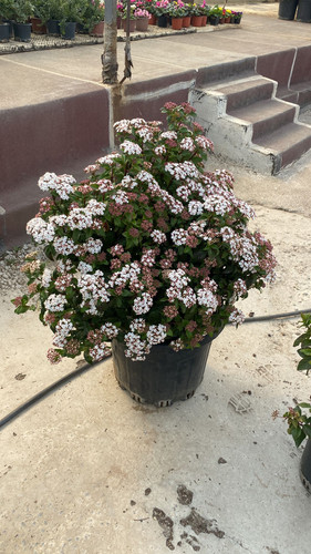 WhatsApp Image 2023 03 03 at 13.44.07.jpg