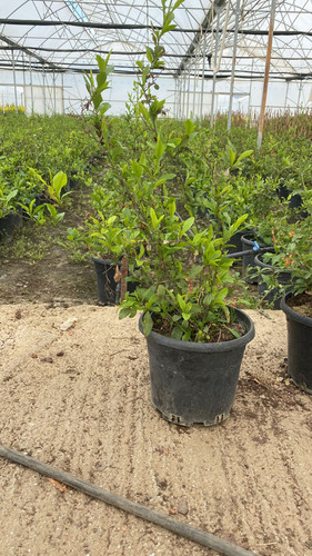 WhatsApp Image 2023 03 03 at 14.06.31.jpg