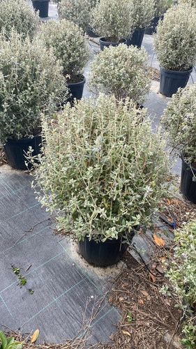 WhatsApp Image 2023 03 03 at 12.41.04 (2).jpg