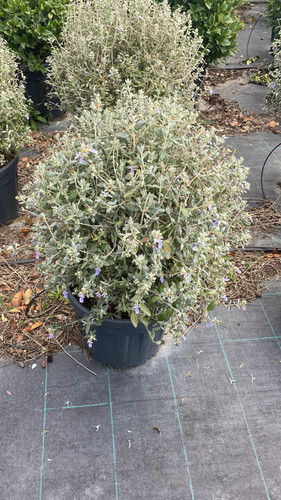 WhatsApp Image 2023 03 03 at 12.41.04 (1).jpg