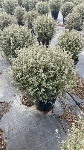 WhatsApp Image 2023 03 03 at 12.41.04 (3).jpg