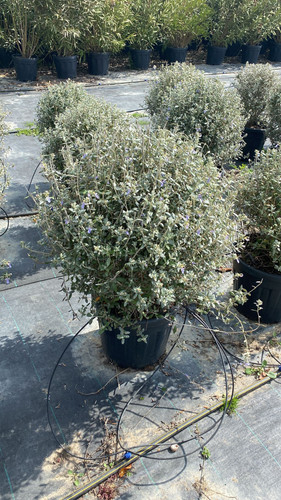 WhatsApp Image 2023 03 03 at 12.41.07.jpg