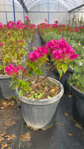 WhatsApp Image 2023 03 03 at 11.05.46.jpg