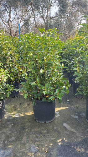 WhatsApp Image 2023 03 03 at 11.08.12.jpg