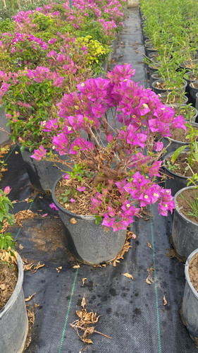 WhatsApp Image 2023 03 03 at 11.06.56.jpg