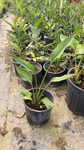 WhatsApp Image 2023 03 03 at 11.04.06.jpg