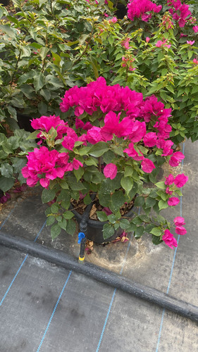 WhatsApp Image 2023 03 03 at 13.53.23.jpg