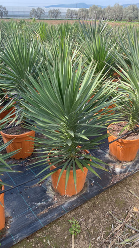 WhatsApp Image 2023 03 03 at 13.54.51.jpg