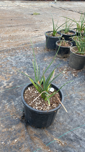 WhatsApp Image 2023 03 03 at 14.23.22 (2).jpg