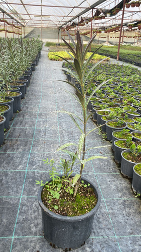 WhatsApp Image 2023 03 03 at 13.58.59 (1).jpg