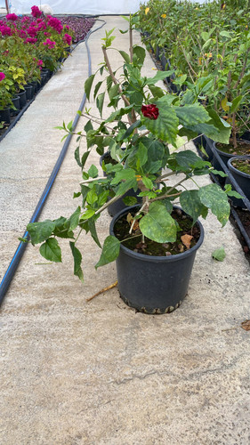 WhatsApp Image 2023 03 03 at 14.01.03.jpg