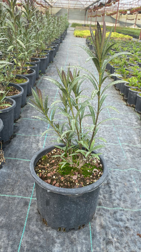 WhatsApp Image 2023 03 03 at 13.58.59.jpg