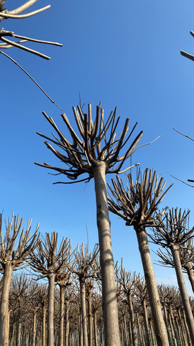 WhatsApp Image 2023 03 03 at 16.01.08.jpg