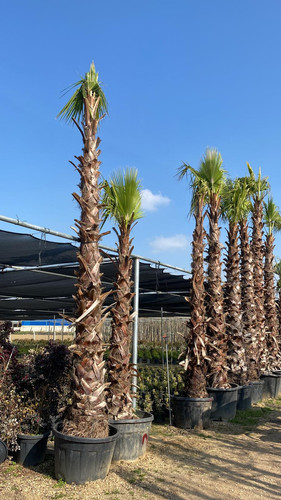 WhatsApp Image 2023 03 03 at 15.53.37 (1).jpg