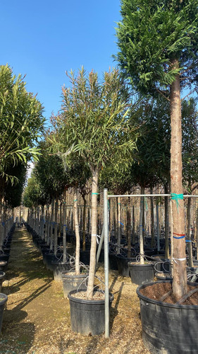 WhatsApp Image 2023 03 03 at 15.56.48.jpg