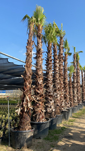 WhatsApp Image 2023 03 03 at 15.53.36.jpg