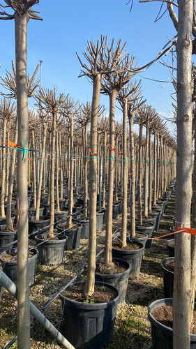 WhatsApp Image 2023 03 03 at 16.01.07.jpg