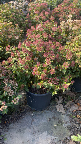 WhatsApp Image 2023 03 03 at 16.11.06 (1).jpg