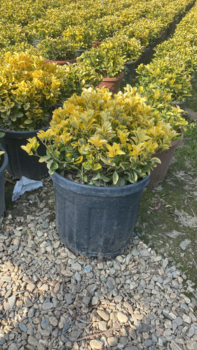 WhatsApp Image 2023 03 03 at 16.10.33.jpg