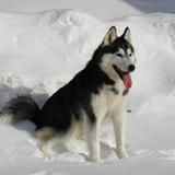 my puppy.png