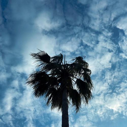 palm.jpg