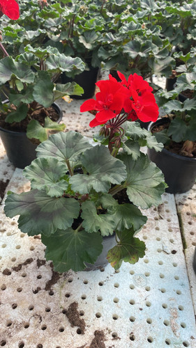 WhatsApp Image 2023 03 02 at 14.00.15 (1).jpg