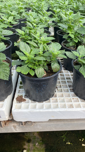 WhatsApp Image 2023 03 02 at 14.00.42.jpg