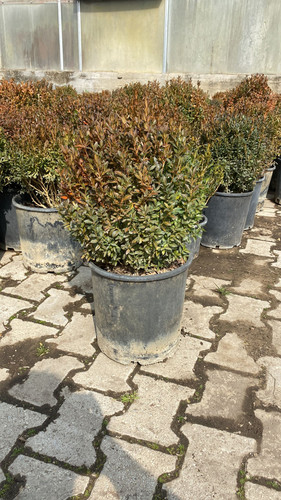 WhatsApp Image 2023 03 02 at 14.34.53.jpg