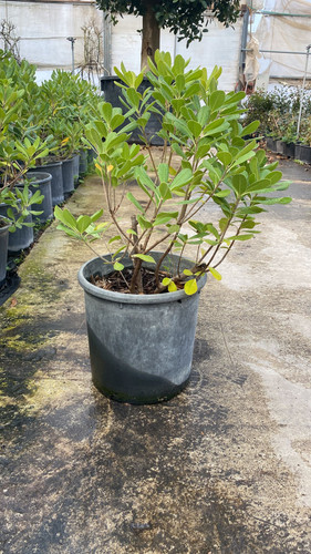 WhatsApp Image 2023 03 02 at 14.36.41.jpg