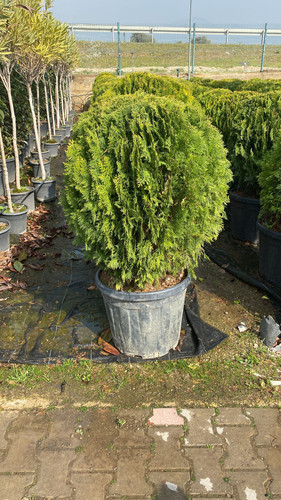 WhatsApp Image 2023 03 02 at 14.50.31.jpg