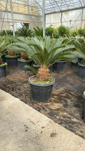 WhatsApp Image 2023 03 02 at 14.17.40.jpg