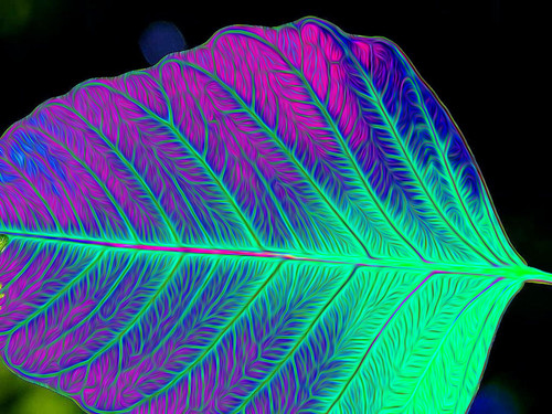 Sacred Leaf 1620365165184.jpg
